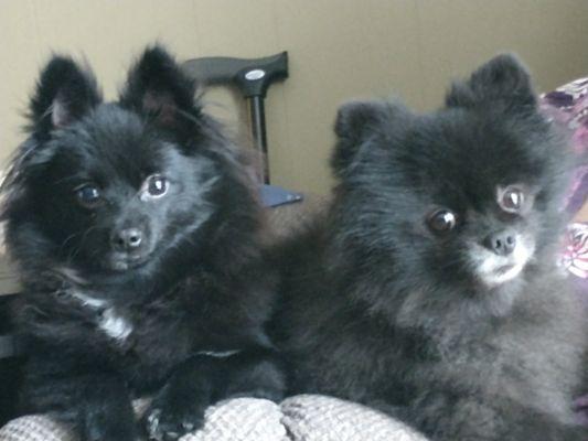 Animal Doctor Of Selmer