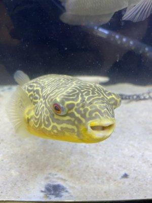 Mbu puffer