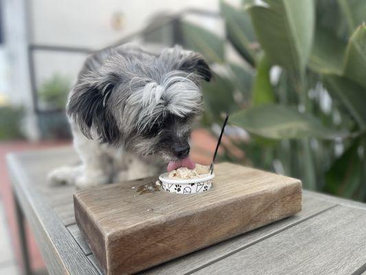 Lucky Dog Gelato