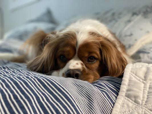 Bobby West - Coldwell Banker Realty