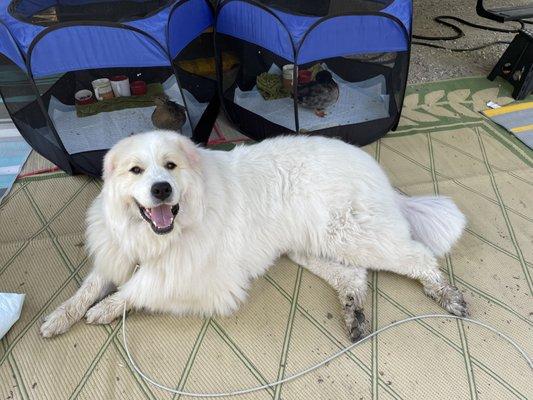 Noah’s Ark Mobile Pet Grooming