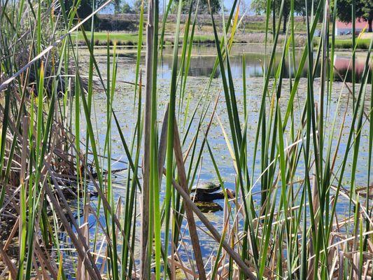 River Oaks Golf Club