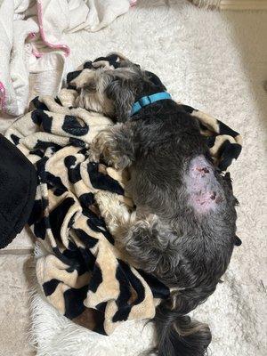 Suburbia North Animal Hospital