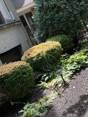Damaged bushes from improper protection