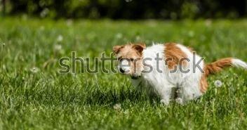 Simi Endoscopy Center