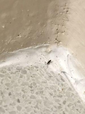 Battle Creek Pest Control