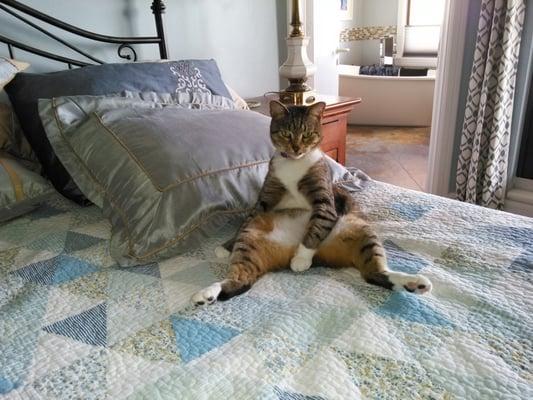 Kitty yoga