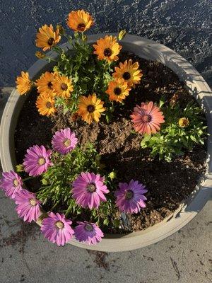 Sunshine Growers Nursery