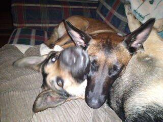 Animal Medical Center of Lapeer