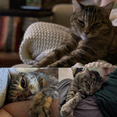 WIth Love Pet Sitting