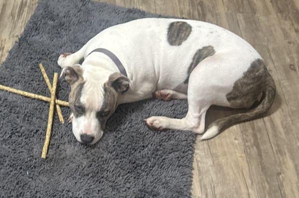 Bay Minette Animal Clinic