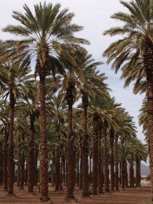 Imperial Date Gardens