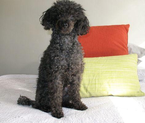 West Woodward Animal Hospital