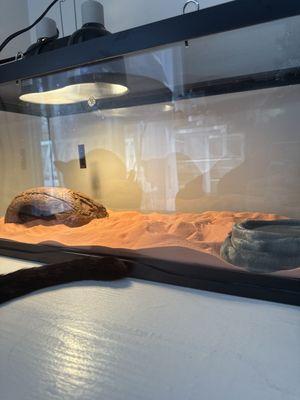 My snakes new home! He's in there somewhere.