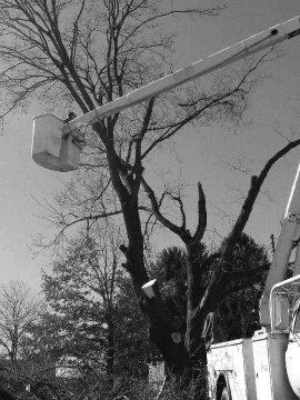 Voorhees Logging & Tree Service