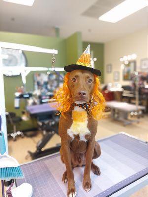 The Dirty Dog Grooming