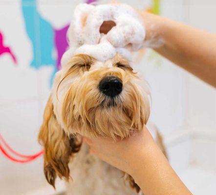 Self wash, available too!