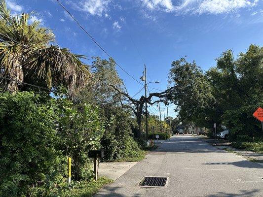 Lewis Family Tree Service