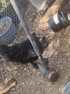 A Tropical Concept Nursery