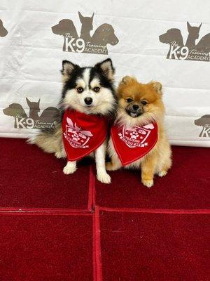 Obedience training in orlando