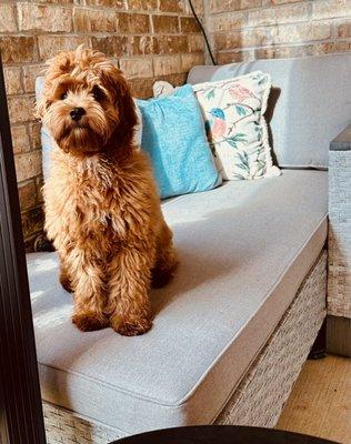 Bark on Main Pet Salon