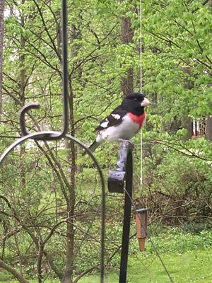 Wild Birds Unlimited