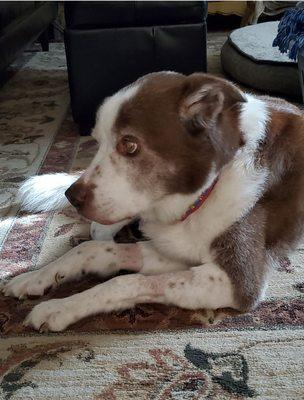 Thank you to Dr. Snead. She worked so hard and took such good care of our boy Pete and he certainly loved her. Thank you so much.