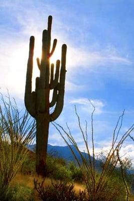 The trails are beautiful and accessed directly from The Oasis Bed & Breakfast