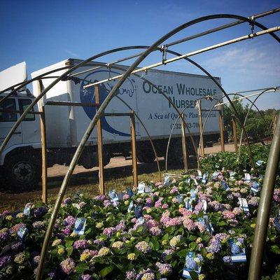 Ocean Wholesale Nursery