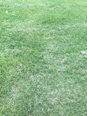 they cut our landscape lighting, and broke the siding on our house. The yard looks terrible- check out pics