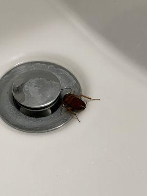 Ocotillo Place Apartments