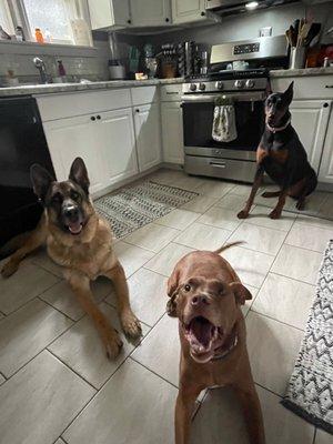 Davis Veterinary Services PC