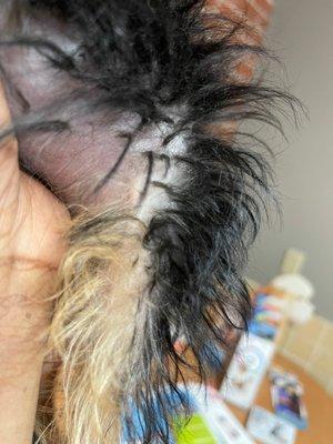 Missing patches of hair