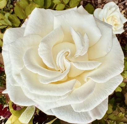 The Management Group