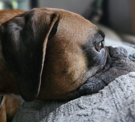 Dreams Come True Rescue Corp