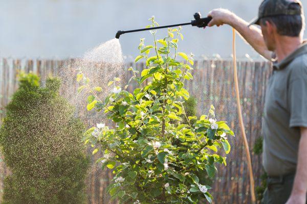 Red Dog Lawn Service