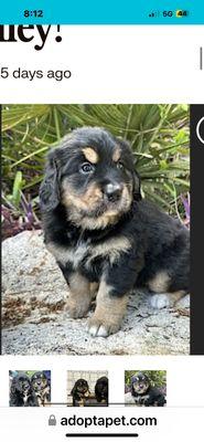 Day & Evening Pet Hospital and Pet Surgical Center