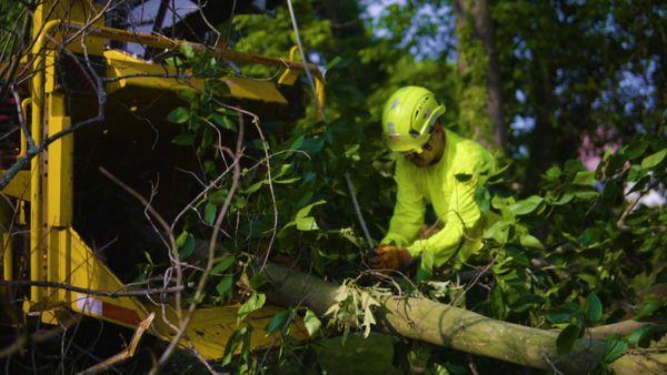 Mid-Atlantic Tree Experts