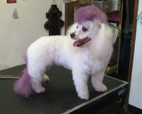 Pacific Beach Pet Salon and Kitty Motel