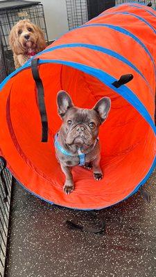 Dogtopia of Meridian North