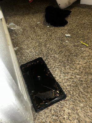 Two different dead rats I had to kill myself