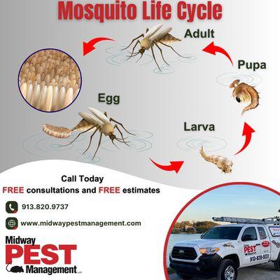 Mosquito Control - Life Cycle