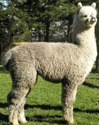 Frosen Acres Alpacas