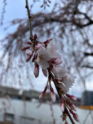 Gangplank Art Collective