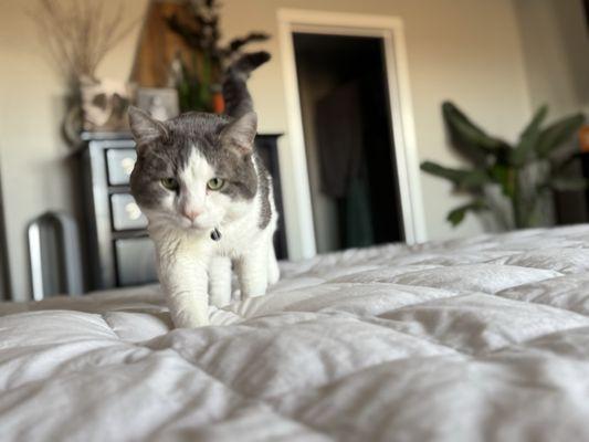 Emmet after his visit.