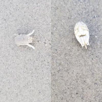 Salty Brine State Beach