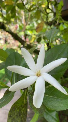 Hoomaluhia Botanical Garden