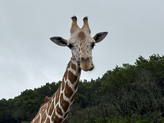 Fossil Rim Wildlife Center - Animal Discoveries