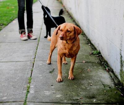 Mama's Little Dog House