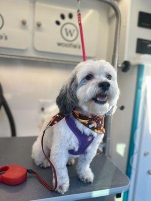 Woofie's of Northeast San Diego